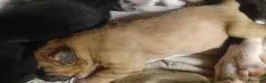 Mixed Breed Puppy 2