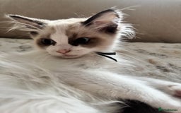 Ragdoll cats for sale: Beautiful Pedigree Ragdolls THREE LEFT  - Image 16