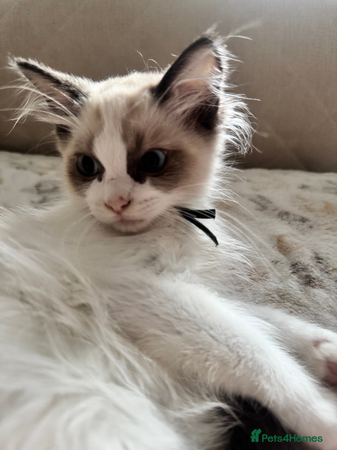 Ragdoll cats for sale: Beautiful Pedigree Ragdolls THREE LEFT  - Image 16