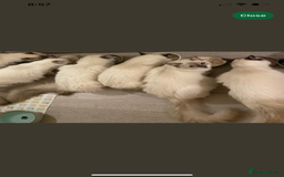 Ragdoll cats for sale: Lovely Ragdoll looking for lovely family - Advert 30