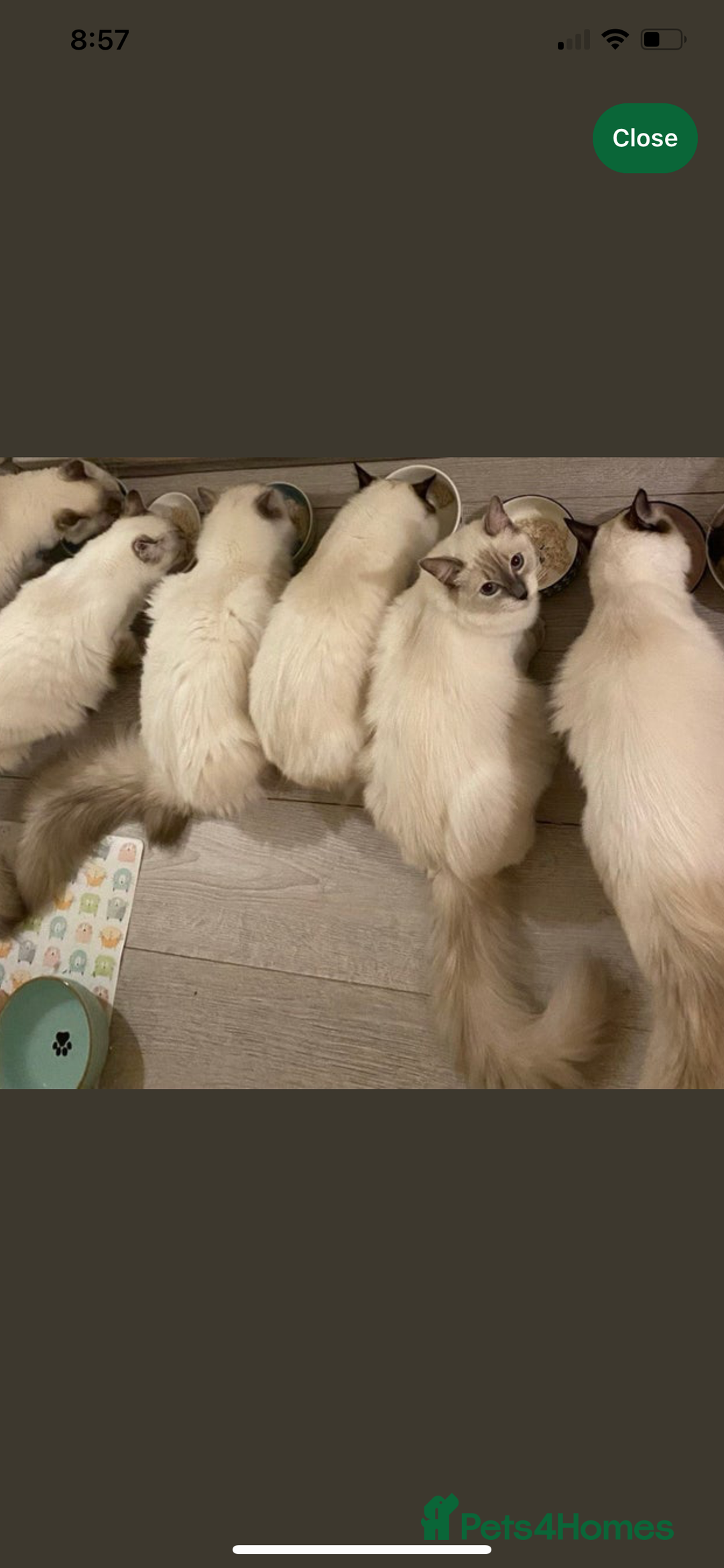 Ragdoll cats for sale: Lovely Ragdoll looking for lovely family - Advert 30