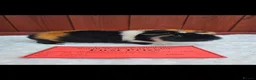 Guinea Pig rodents for sale: Teddy Brothers - Advert 7