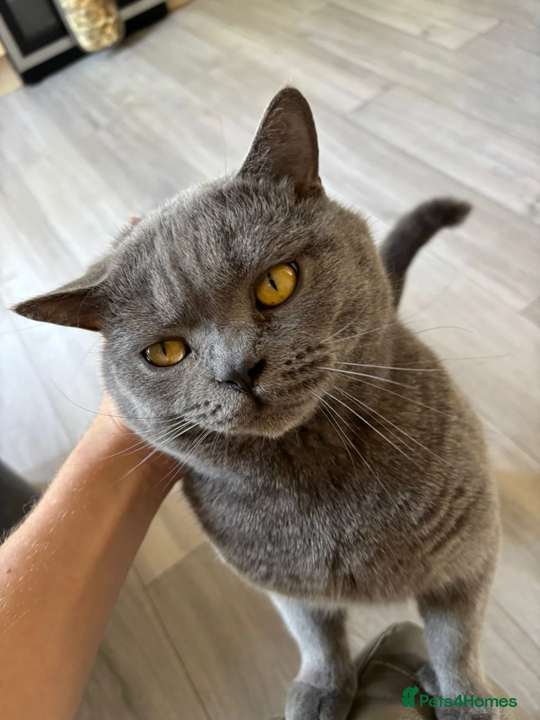 British Shorthair cats for stud: British shorthair for STUD only in Rugby - Advert 2