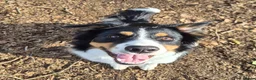 Border Collie dogs for adoption: CHARLIE - COLLIE - FOR ADOPTION IN CORNWALL/DEVON - Advert 10