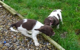 English Springer Spaniel dogs for sale: Gorgeous English Springer Spaniel Puppies  - Advert 19