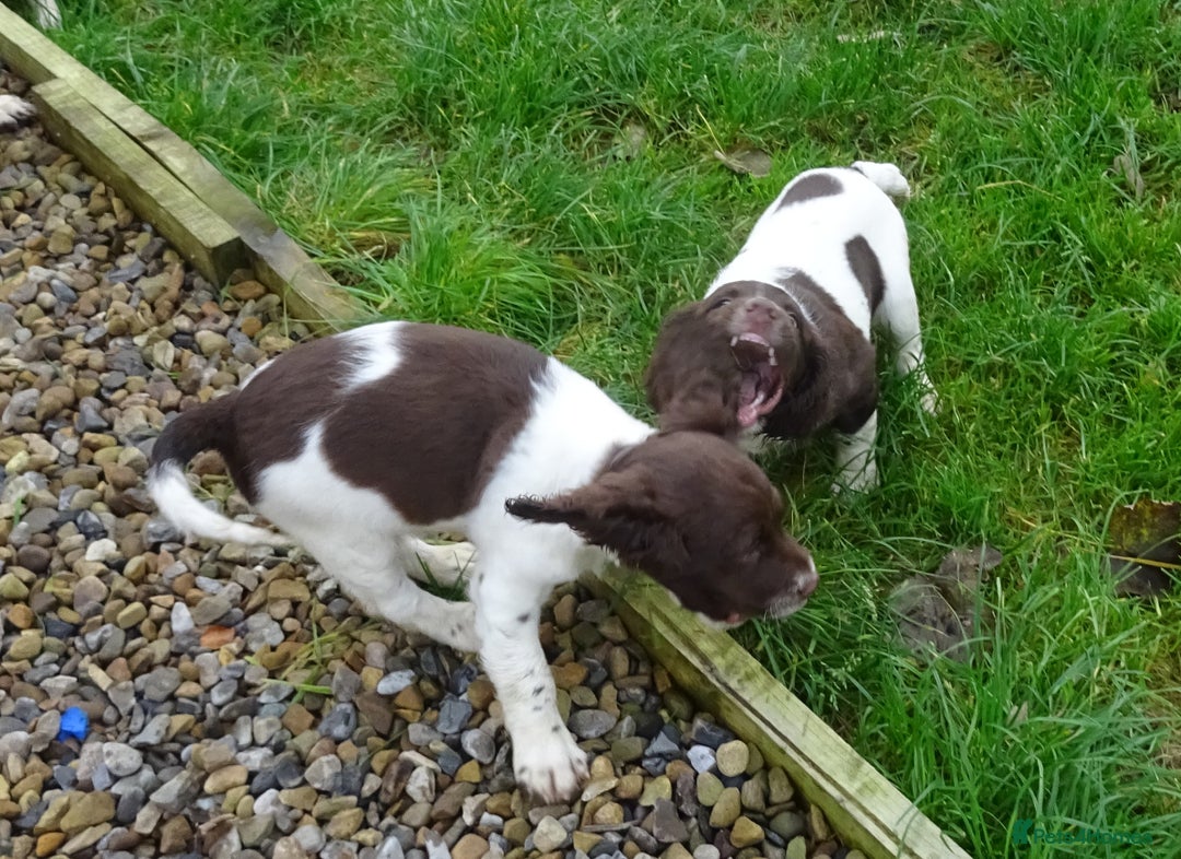 English Springer Spaniel dogs for sale: Gorgeous English Springer Spaniel Puppies  - Advert 19