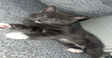 British Shorthair cats - Advert 2