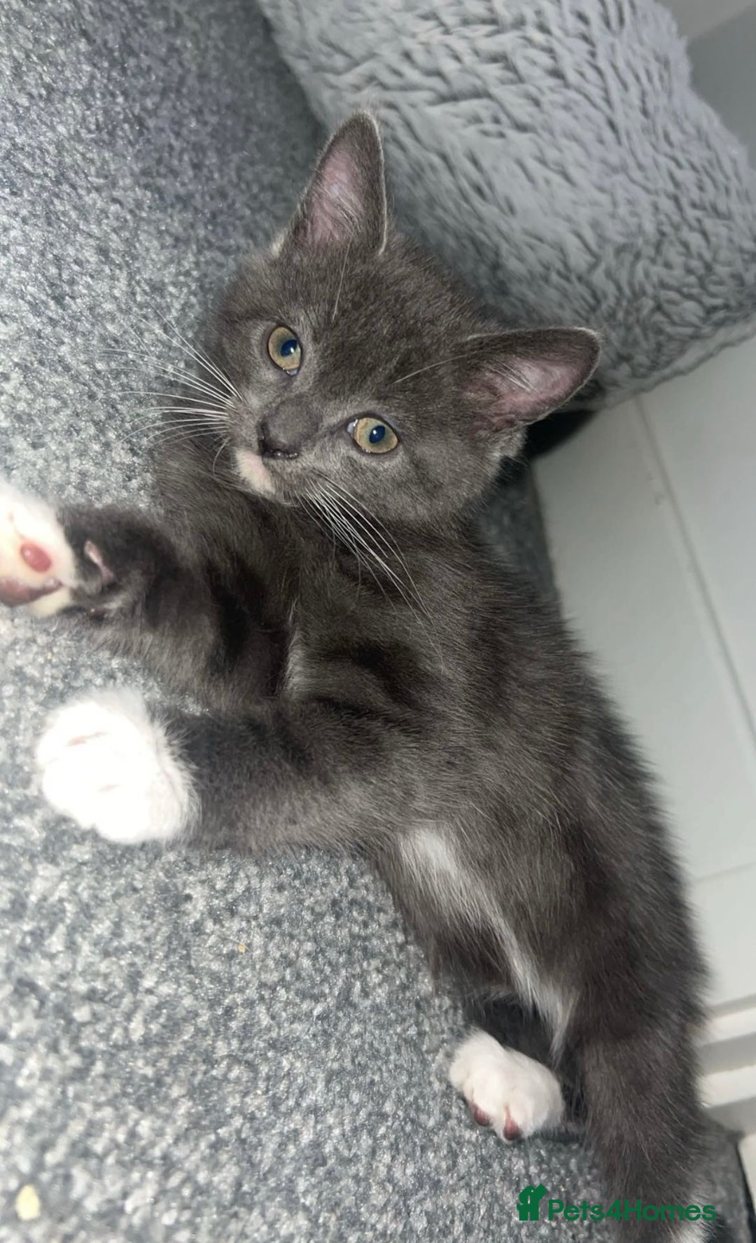 British Shorthair cats for sale: British shorthair x Bengal kittens - Image 3