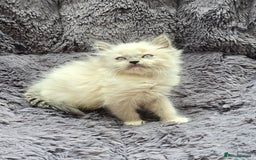 Ragdoll cats for sale: GCCF registered Ragdoll kittens  - Image 19