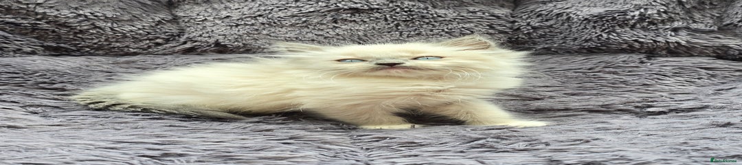 Ragdoll Kitten 8