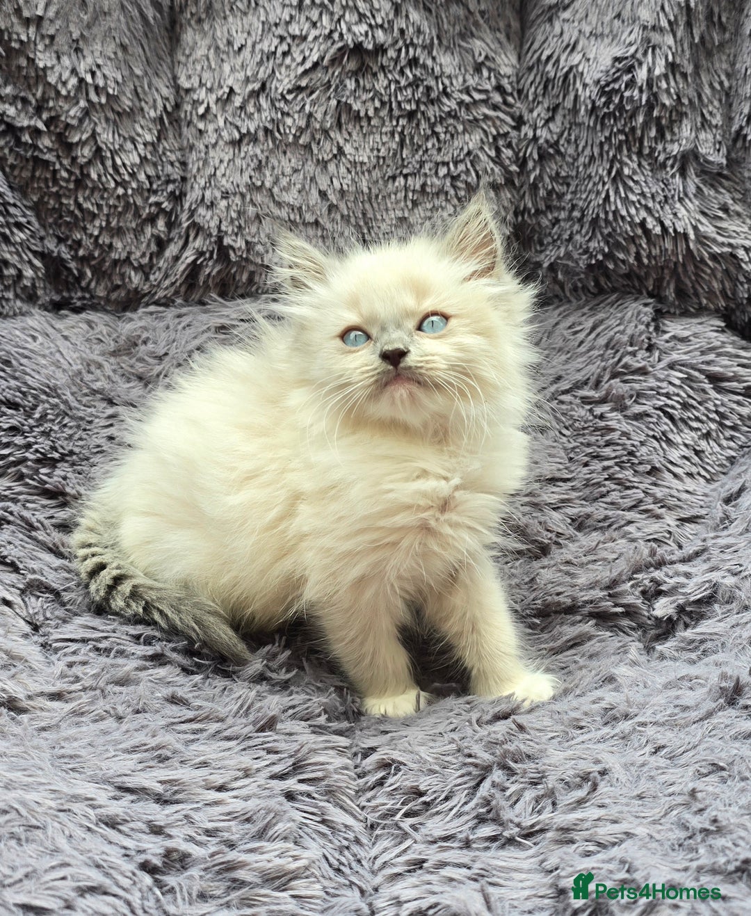 Ragdoll cats for sale: GCCF registered Ragdoll kittens  - Image 19