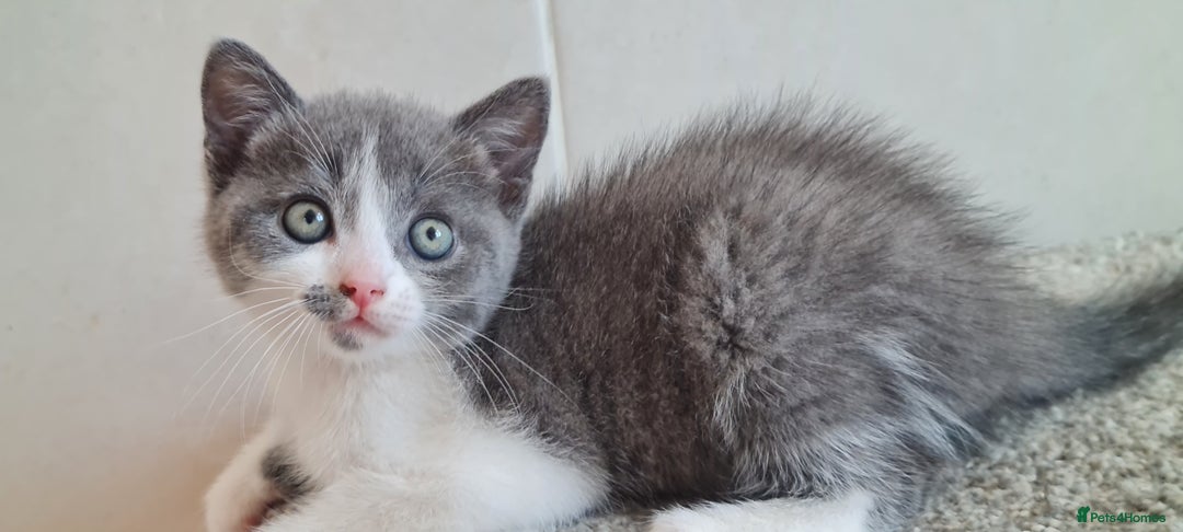 British Shorthair cats for sale: British Blue shorthair, Lilac, Colorpoint Kittens - Image 4