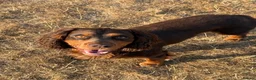 Cocker Spaniel dogs for stud: 🐾 Proven Stud - Healthy Working Cocker Spaniel 🐾 - Advert 6