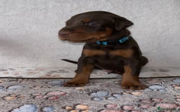 Dobermann dogs for sale: Doberman Puppies For Sale  - Image 7
