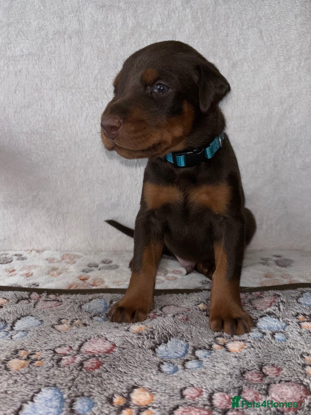 Dobermann dogs for sale: Doberman Puppies For Sale  - Image 7