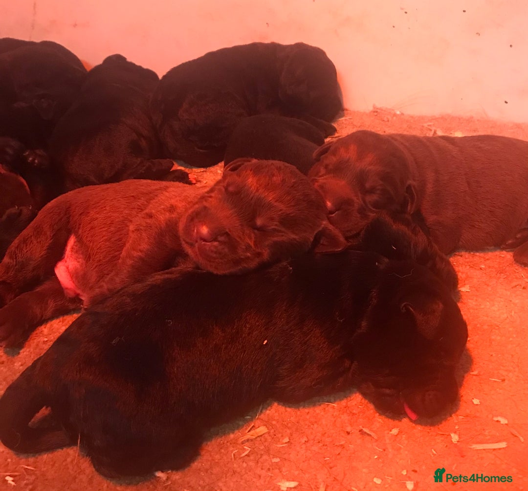 Labrador Retriever dogs for sale: Show Quality Black & Chocolate Labrador Pups - Image 7