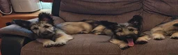 Skye Terrier dogs for sale: Two Beautiful Skye Terrier Puppies  - Advert 12