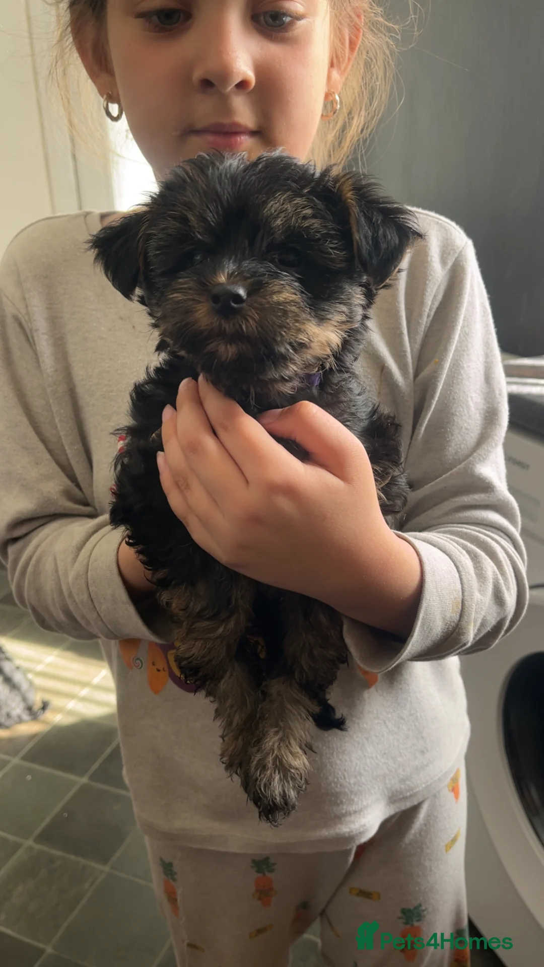 Yorkshire Terrier dogs for sale: yorkshire terrier puppy’s  - Advert 11