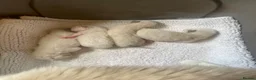 Ragdoll cats for sale: 💙 Four Beautiful Pure Ragdoll Kittens for Sale - Advert 4