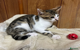 Bengal cats for sale: ​​Bengal X Ragdoll Mix Kittens - Ready to go! - Image 15