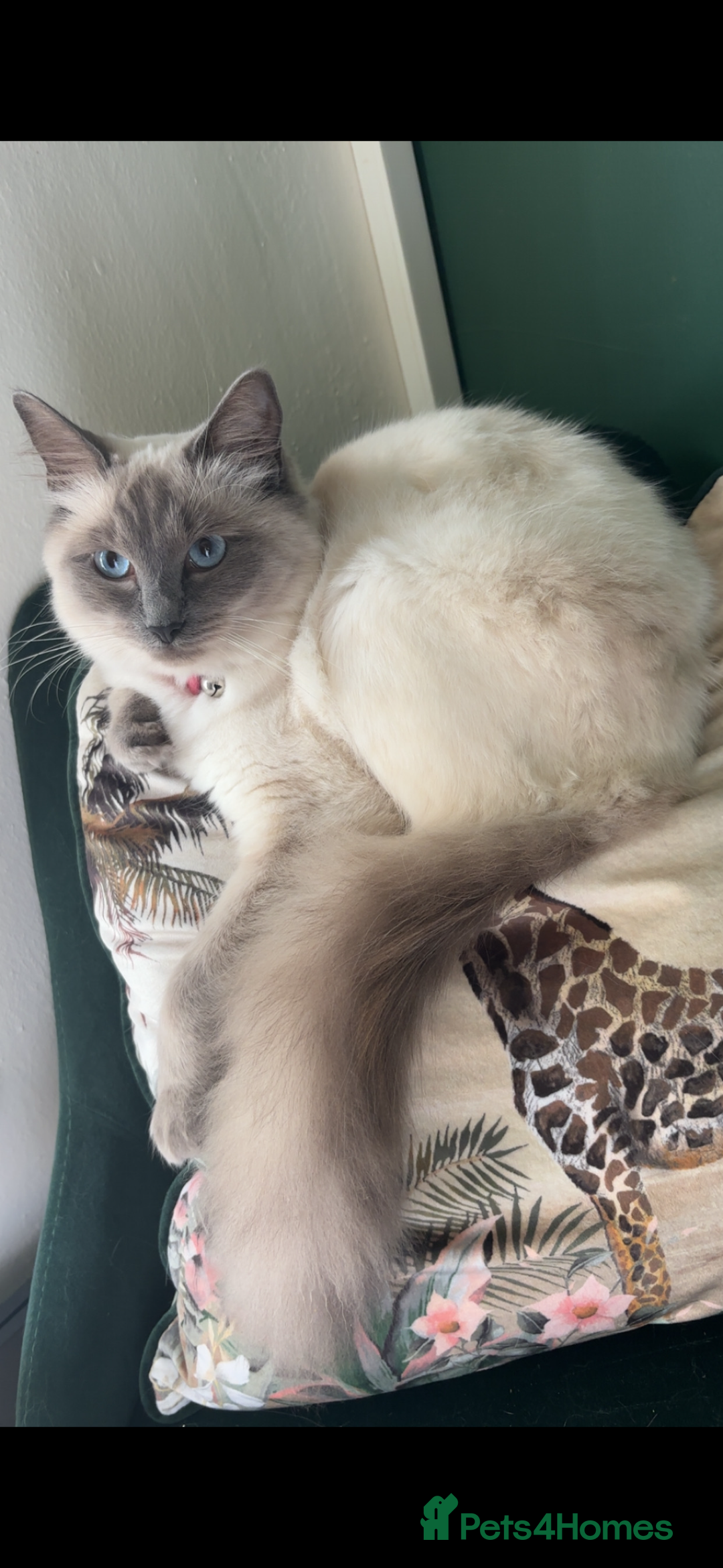 Ragdoll cats for sale: Beautiful Purebred Pedigree Blue Ragdoll Kittens - Advert 6
