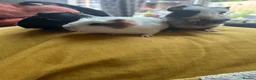 Guinea Pig rodents for sale: We have two litters of guinea pigs - Advert 6