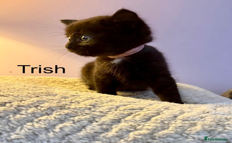 British Shorthair cats - Advert 1