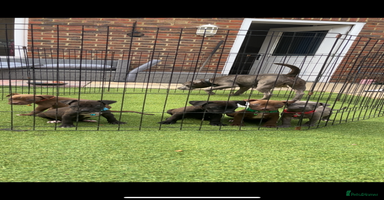 Staffordshire Bull Terrier dogs - Advert 5