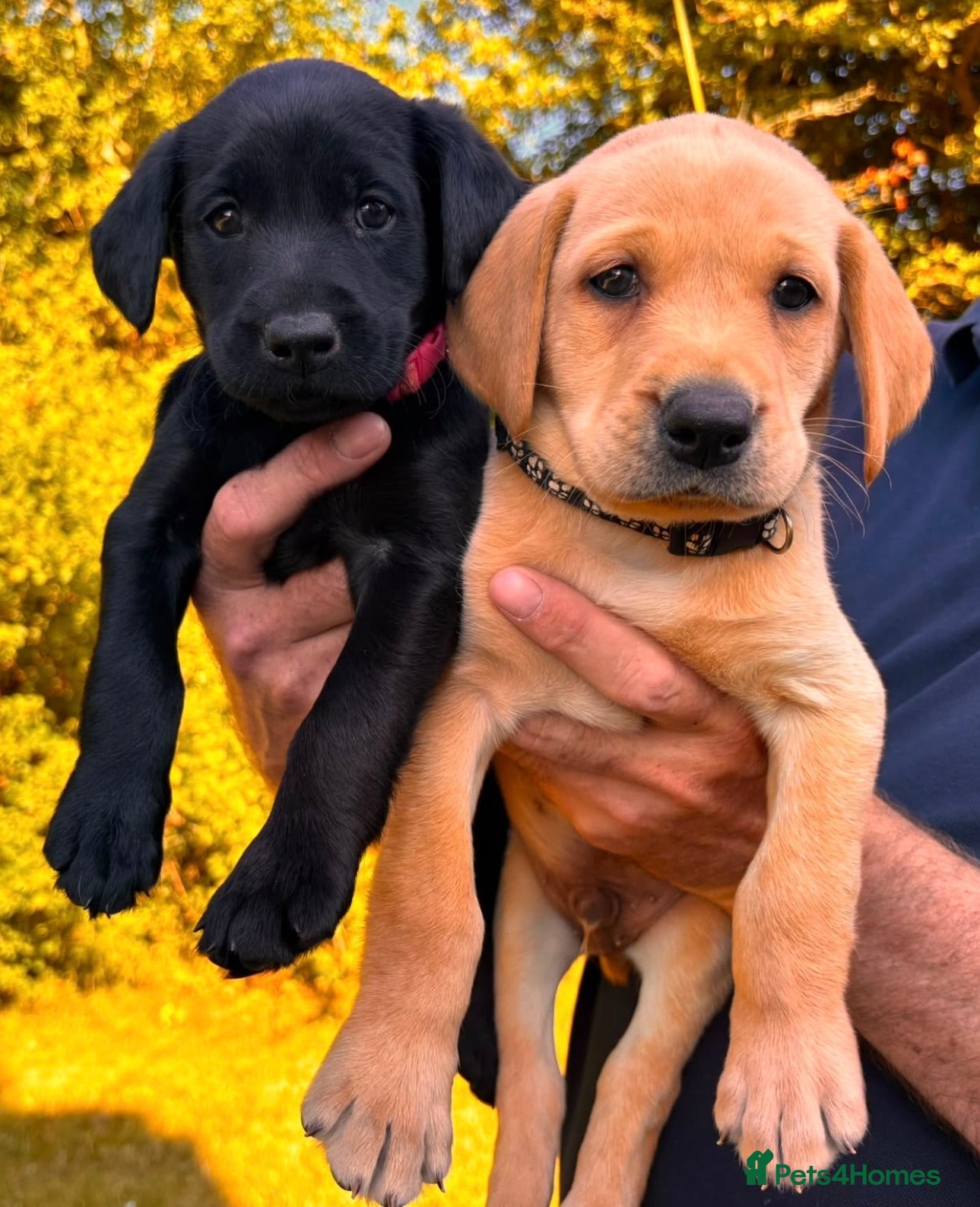 Labrador Retriever dogs Exceptional FTCH  Fully Health Tested Lab puppies  - Advert 1