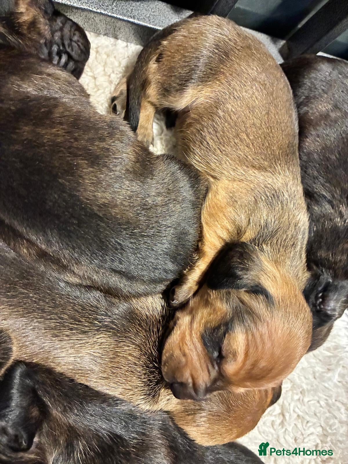 Dachshund dogs for sale: Miniature dachshunds  - Advert 17