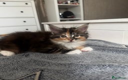 Maine Coon cats for sale: 1 BLACK SMOKE BOY 1 TORTIE GIRL MAINE COON KITTENS - Image 14