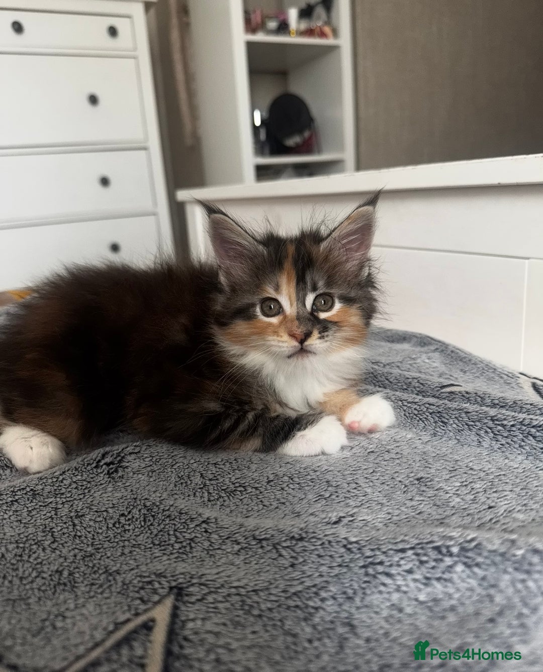 Maine Coon cats for sale: 1 BLACK SMOKE BOY 1 TORTIE GIRL MAINE COON KITTENS - Image 14