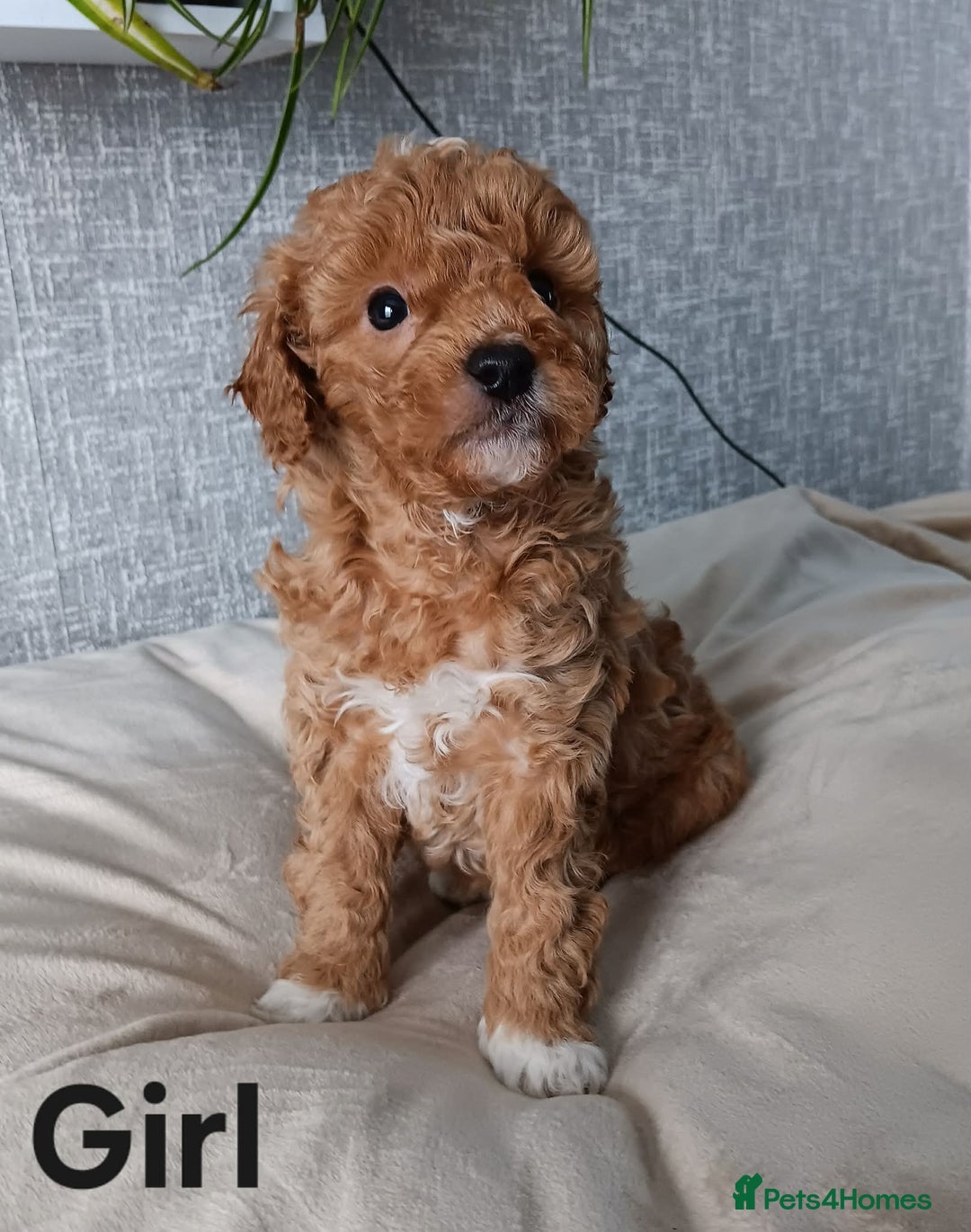 Cavapoochon dogs for sale: Stunning Cavapoochon Puppies - Advert 4