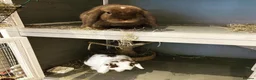 Mini Lop rabbits for sale: Coco and Lola twin bunnies in Ashby-de-la-Zouch - Advert 6
