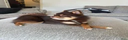 Pomsky dogs for sale: Toy Pomsky in Wickford - Advert 4