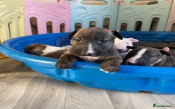 English Bull Terrier dogs for sale: Brindle Champion sired Bull Terriers pups (MALE)  - Image 1