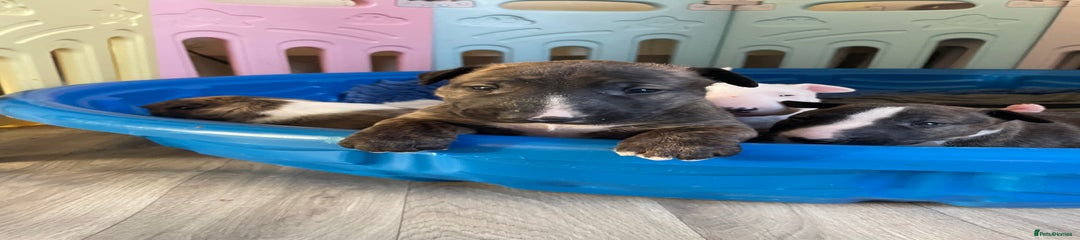 English Bull Terrier Puppy 2