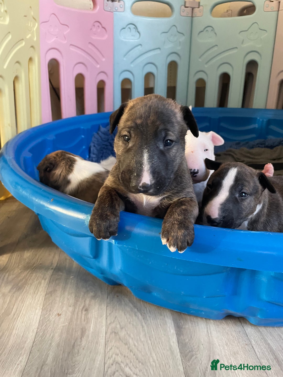 English Bull Terrier dogs for sale: Brindle Champion sired Bull Terriers pups (MALE)  - Image 1