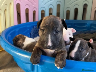 English Bull Terrier dogs - Advert 7