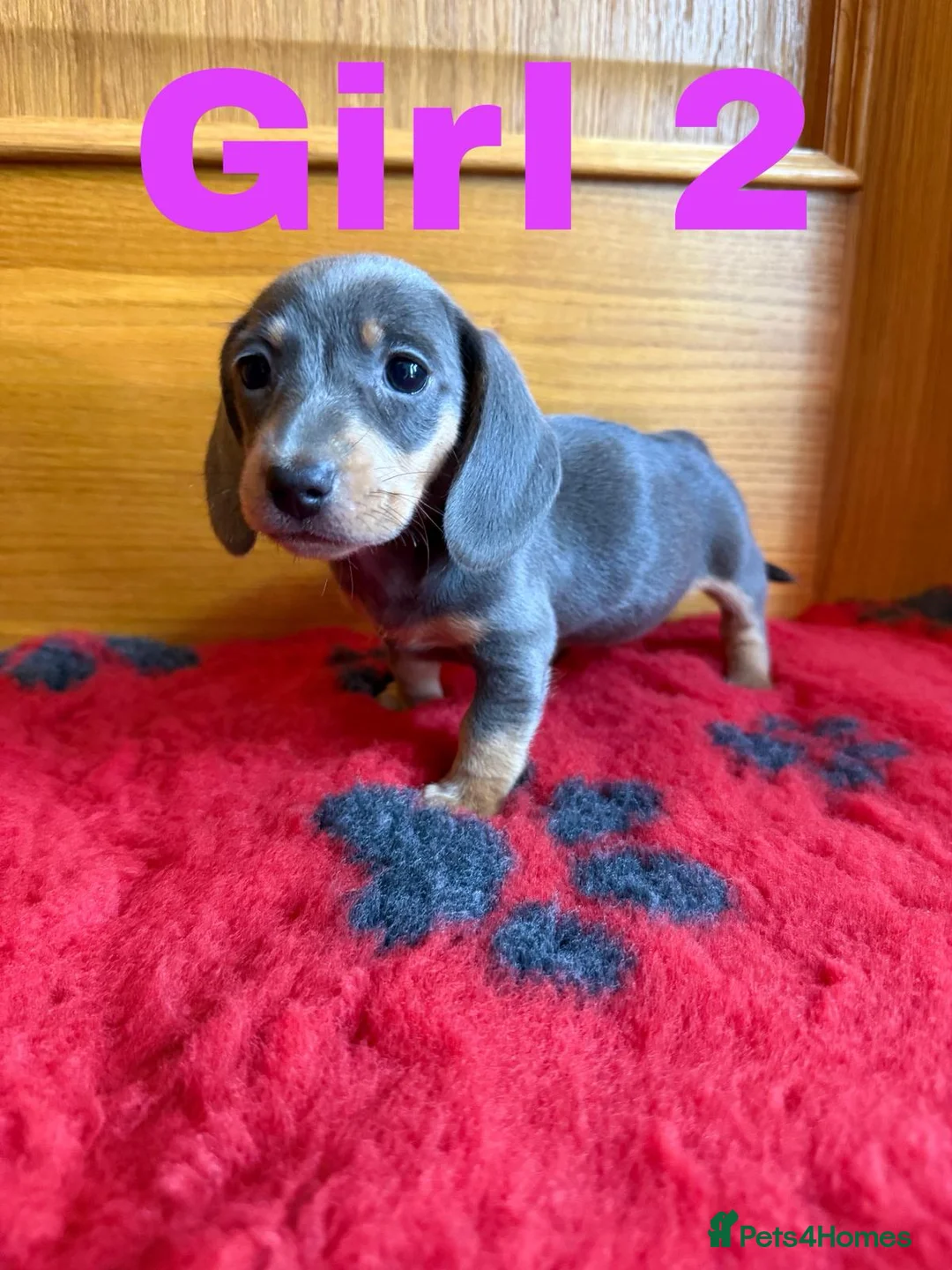 Miniature Dachshund dogs for sale: Lovely Purebred Miniature Dachshund Puppies - Advert 17