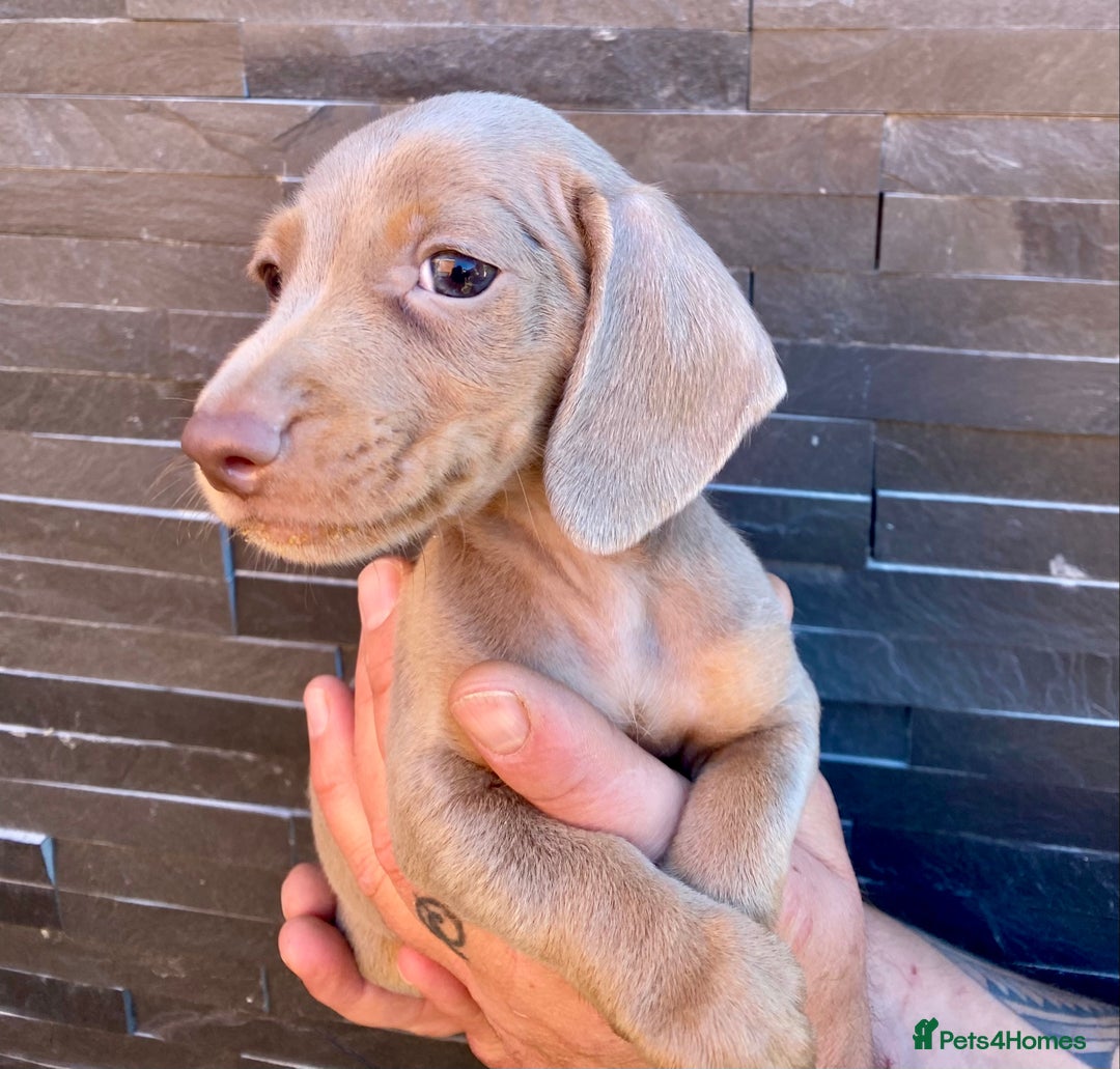 Miniature Dachshund dogs for sale: Miniature dachshunds READY NOW - Advert 11