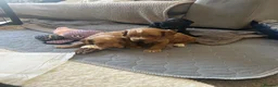 Cockapoo dogs for sale: Beautiful Cockapoos in Perth - Advert 15