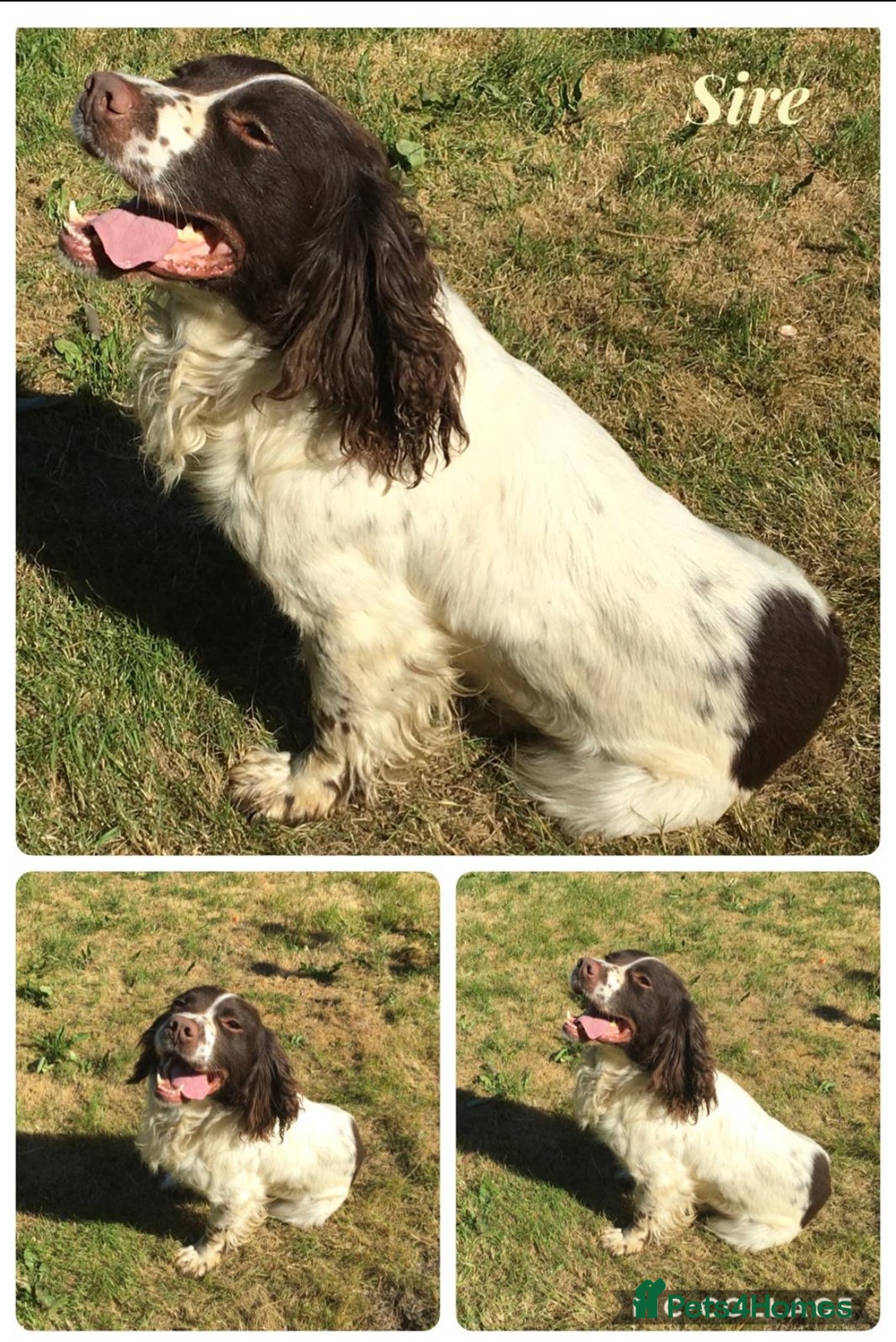 Springador dogs for sale: Beautiful F1 Springador pups for sale! - Advert 10