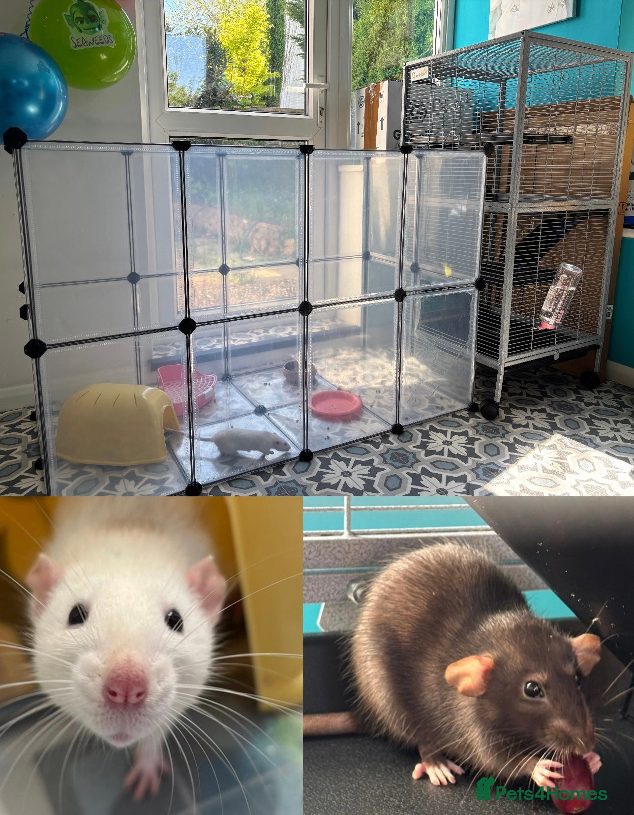 Rat rodents Two female fancy rats and their whole setup  - Advert 8