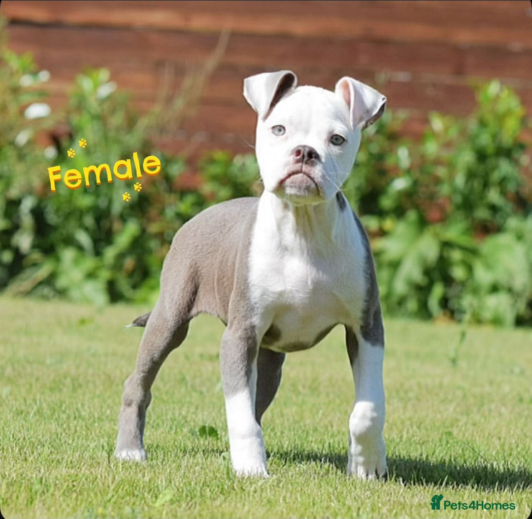 Old Tyme Bulldog dogs for sale: 5⭐️STAR RATED LICENSED🛑🛑READY TO LEAVE NOW, - Image 12