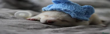 Japanese Shiba Inu Cream Puppy 