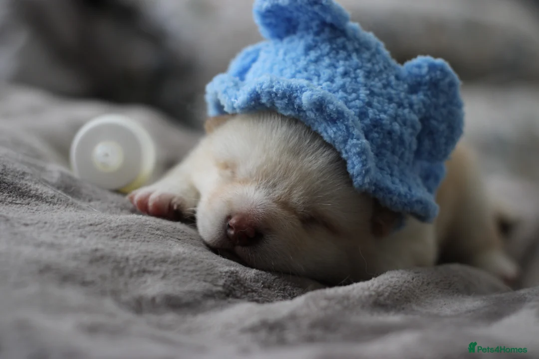 Japanese Shiba Inu dogs for sale: Cream Japanese Shiba Inu male  in London - Advert 1