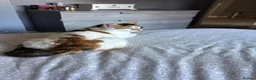 Mixed Breed cats for sale: Adorable kittens for sale  - Advert 1