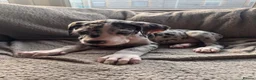 Great Dane dogs for sale: KC reg Great Dane pup - Advert 6