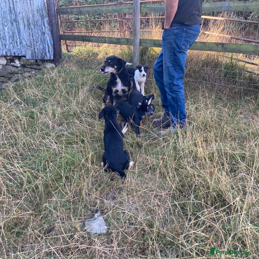 Mixed Breed dogs for sale: Collie x Huntaway - Image 8